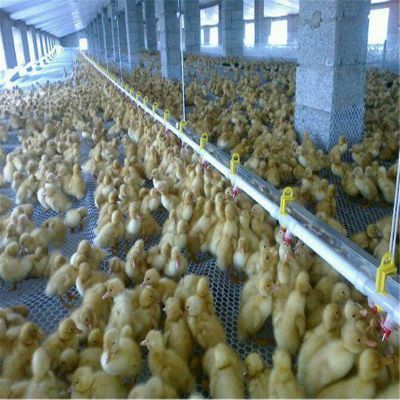 專業視角下的肉雞養殖、光禽屠宰與現代化生產流程