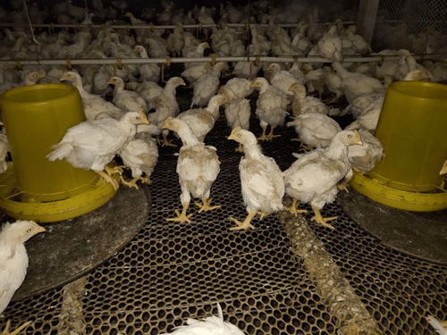 霉菌毒素惹的禍？肉雞養殖中掉毛問題的分析與對策